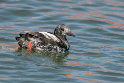 Zwarte zeekoet - Texel