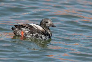 Zwarte zeekoet - Texel