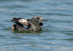 Zwarte zeekoet - Texel