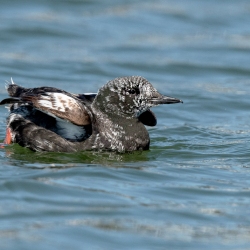 Zwarte zeekoet - Texel