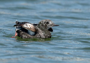 Zwarte zeekoet - Texel