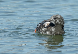 Zwarte zeekoet - Texel