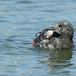 Zwarte zeekoet - Texel