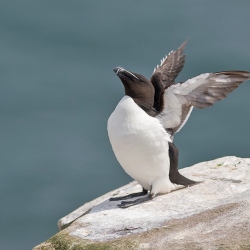 Alk - Farne Islands