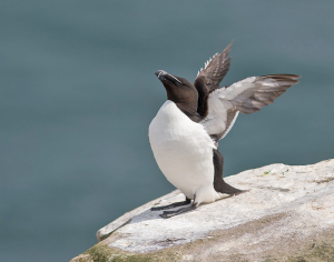 Alk - Farne Islands