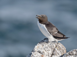 Alk - Isle off  May (Schotland)