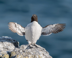 Alk - Isle off  May (Schotland)