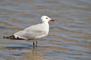 Audouins meeuw - L'Ampolla