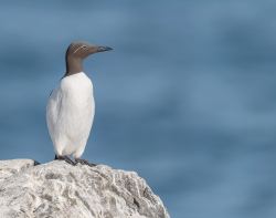 Brilzeekoet - Isle off  May (Schotland)