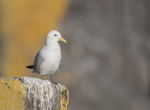 Drieteenmeeuw - Isle off  May (Schotland)