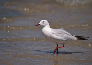 Dunbekmeeuw - Camargue