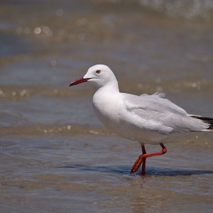 Dunbekmeeuw - Camargue