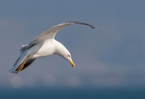 Geelpootmeeuw - Lesbos