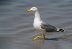 Geelpootmeeuw - Camargue
