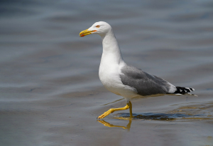 Geelpootmeeuw - Camargue