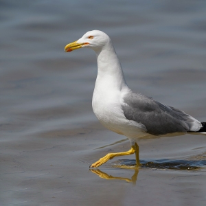 Geelpootmeeuw - Camargue