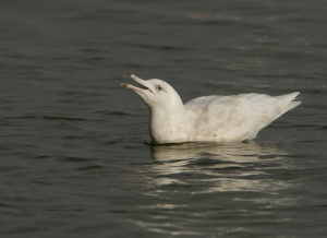 Grote burgemeester - Den Oever