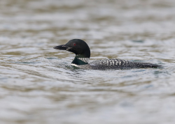 IJsduiker - Giesbeek