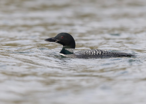IJsduiker - Giesbeek