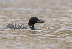 IJsduiker - Giesbeek