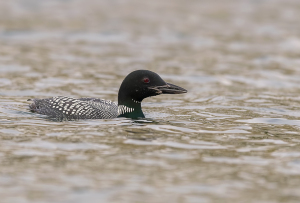 IJsduiker - Giesbeek
