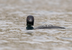 IJsduiker - Giesbeek