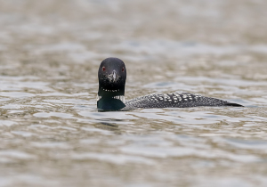 IJsduiker - Giesbeek