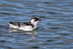 Kleine alk - Den Oever