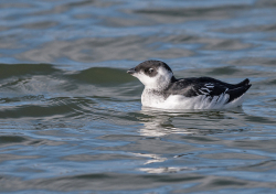 Kleine alk - Den Oever