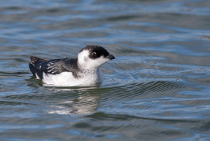 Kleine alk - Den Oever
