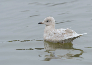 Kleine burgemeester - Stellendam