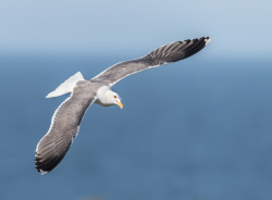 Kleine mantelmeeuw - Isle off  May (Schotland)