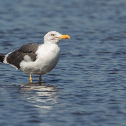 Kleine mantelmeeuw - Texel