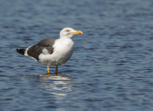 Kleine mantelmeeuw - Texel
