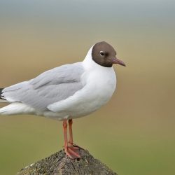 Kokmeeuw - Texel