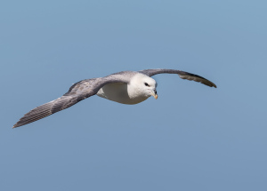 Noordse stormvogel - Isle off  May