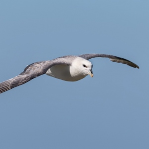 Noordse stormvogel - Isle off  May