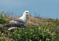 Noordse stormvogel - Farne Islands