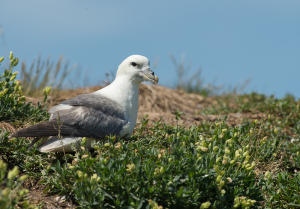 Noordse stormvogel - Farne Islands