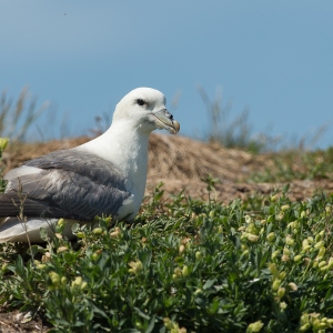 Noordse stormvogel - Farne Islands