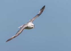 Noordse stormvogel - Isle off  May