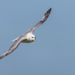 Noordse stormvogel - Isle off  May