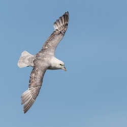 Noordse stormvogel - Isle off  May