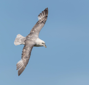 Noordse stormvogel - Isle off  May