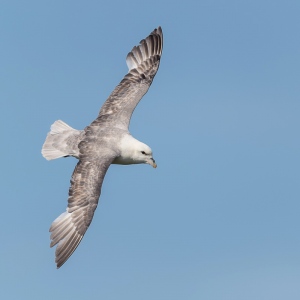 Noordse stormvogel - Isle off  May