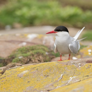 Noordse stern - Farne Islands