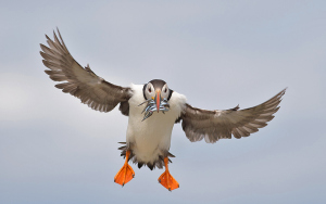 Papegaaiduiker - Farne Islands