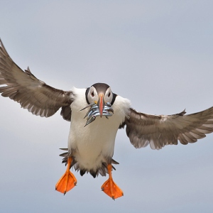 Papegaaiduiker - Farne Islands