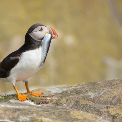 Papegaaiduiker - Farne Islands