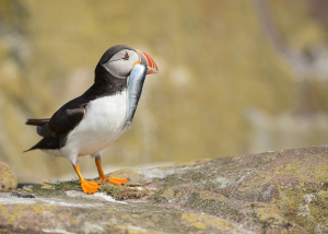 Papegaaiduiker - Farne Islands